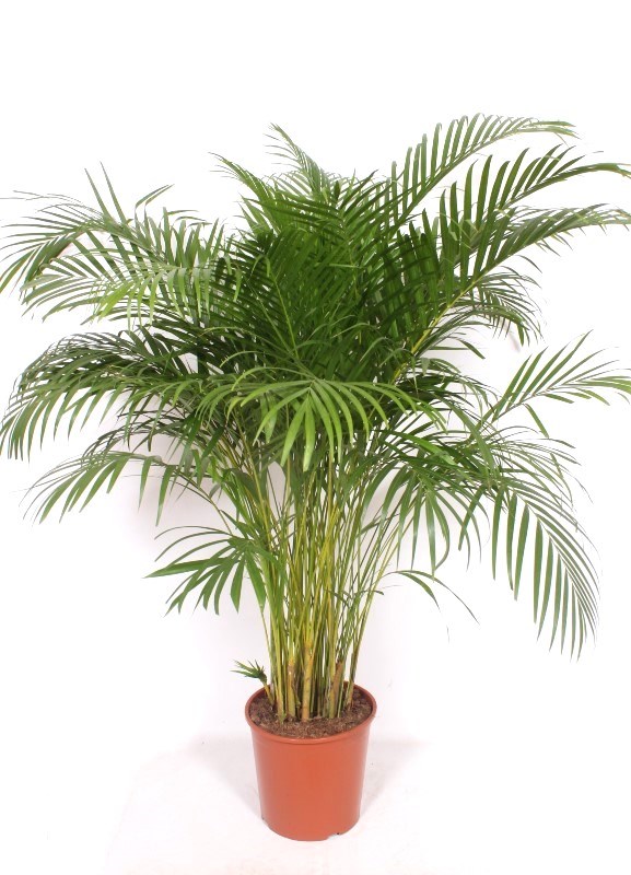 Dypsis lutescens (Areca)