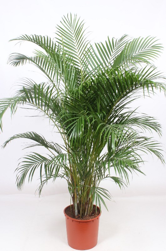 Dypsis lutescens (Areca)