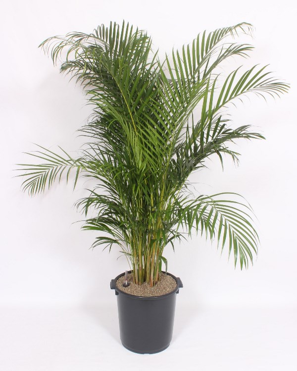 Dypsis lutescens (Areca)