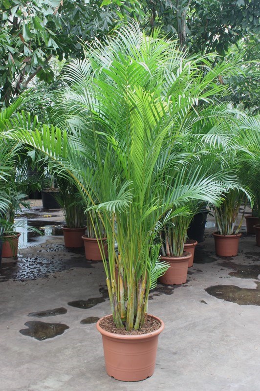 Dypsis lutescens (Areca)