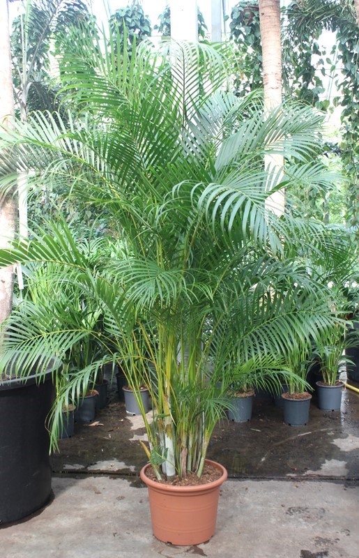 Dypsis lutescens (Areca)