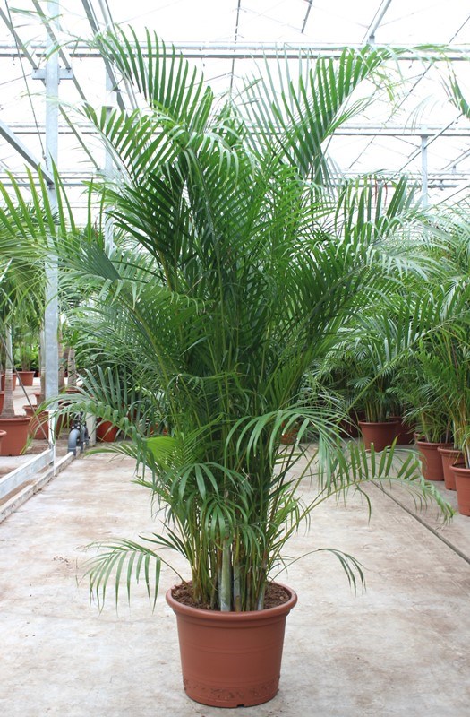 Dypsis lutescens (Areca)