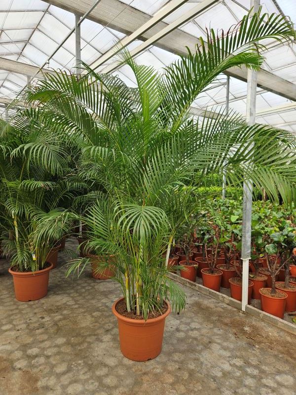 Dypsis lutescens (Areca)