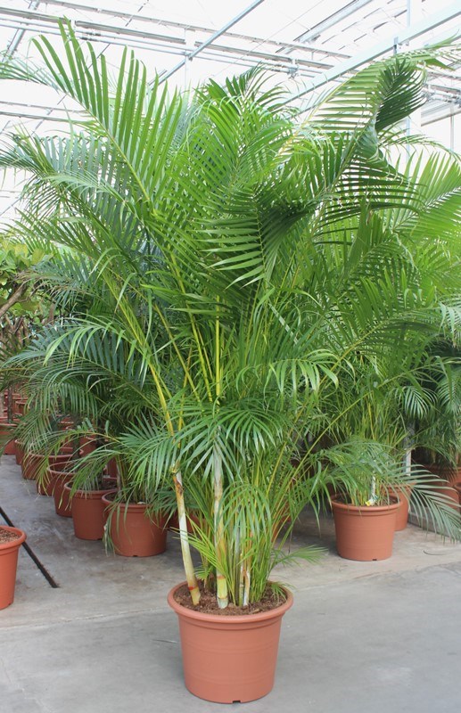 Dypsis lutescens (Areca)