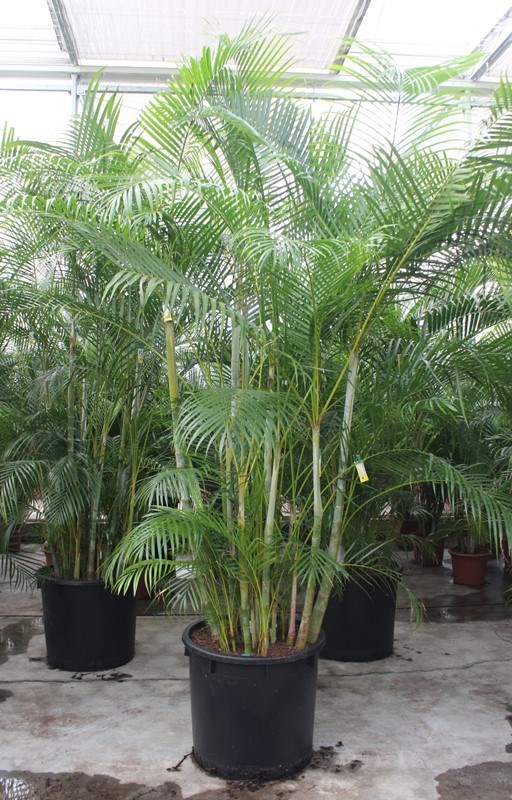 Dypsis lutescens (Areca)