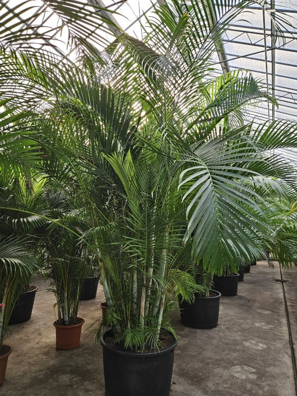 Dypsis lutescens (Areca)