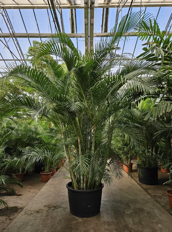 Dypsis lutescens (Areca)