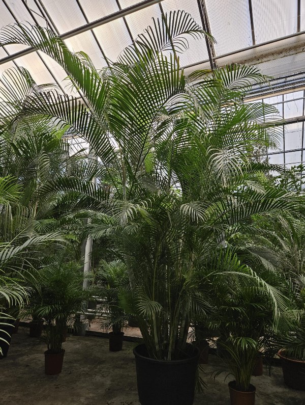 Dypsis lutescens (Areca)