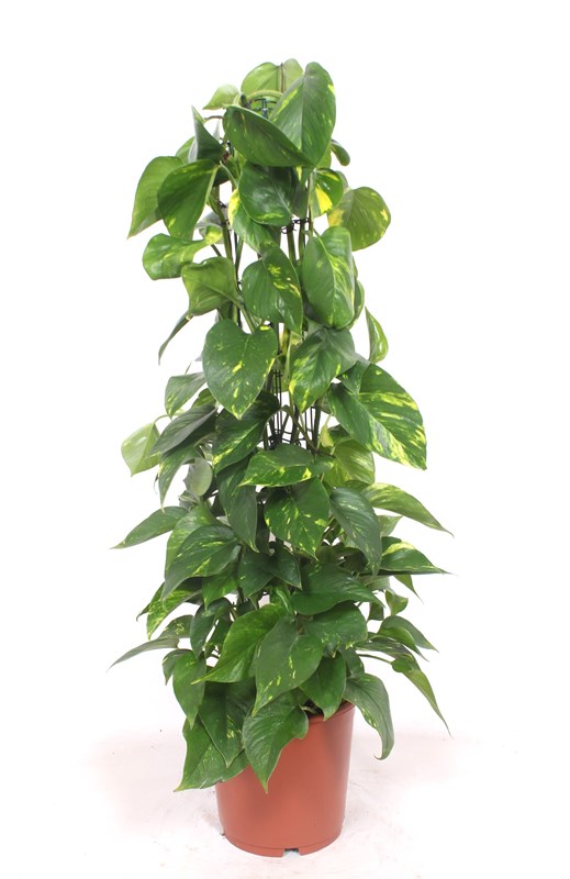 Epipremnum Aureum