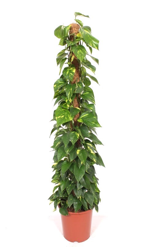 Epipremnum Aureum