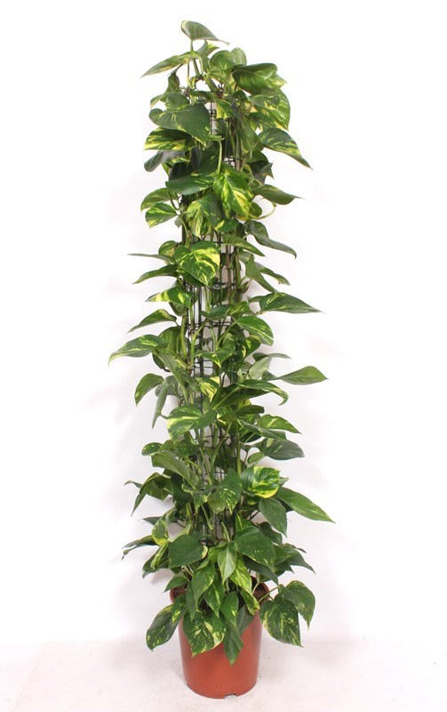 Epipremnum Aureum