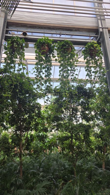 Epipremnum Aureum (hang)