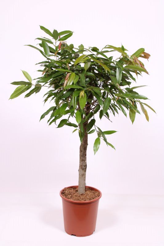 Ficus Amstel King