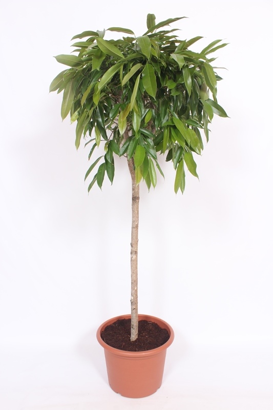 Ficus Amstel King