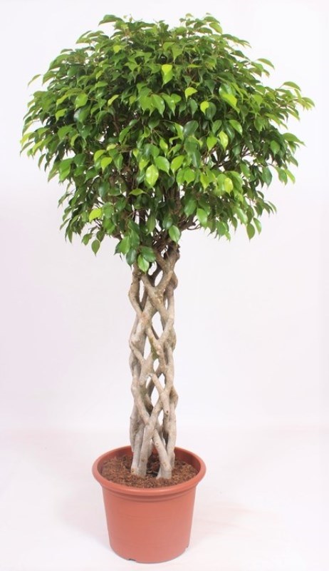 Ficus Exotica