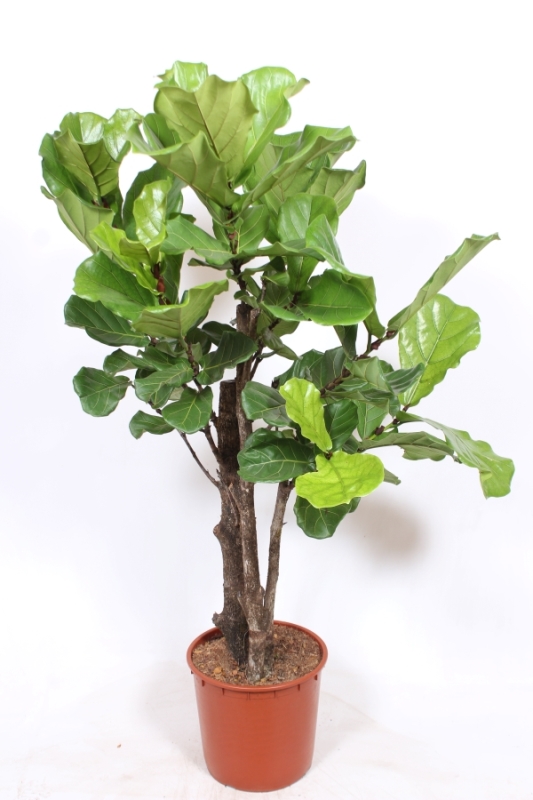 Ficus lyrata