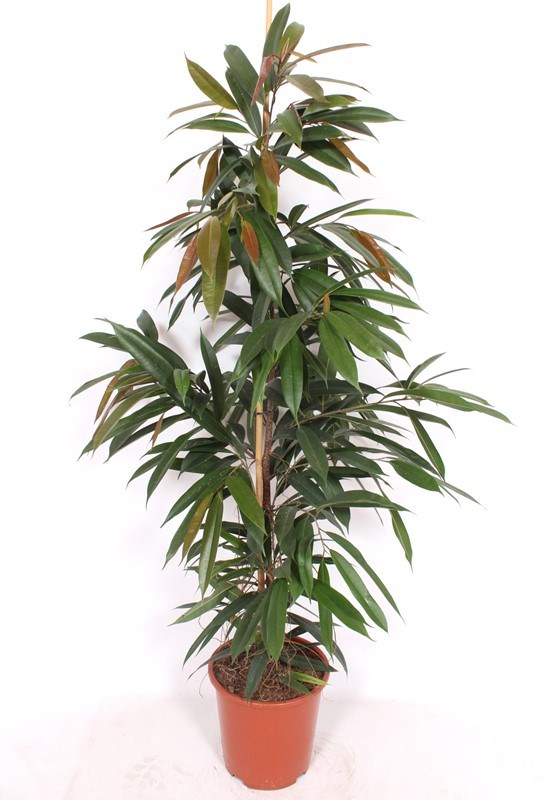 Ficus Amstel King