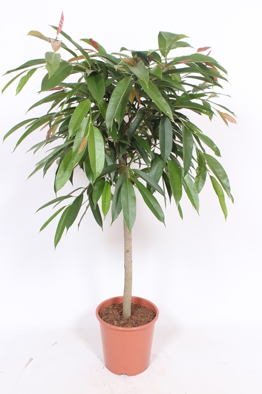 Ficus Amstel King