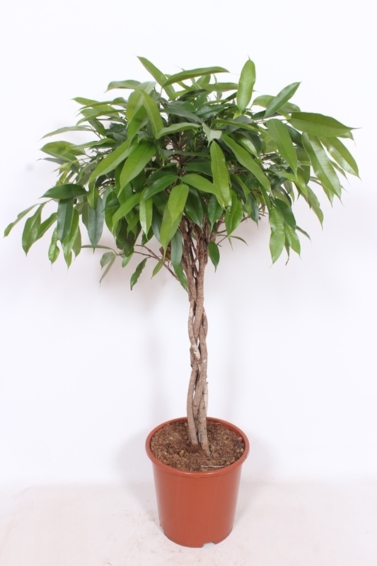 Ficus Amstel King