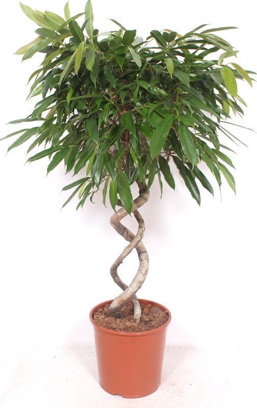 Ficus Amstel King