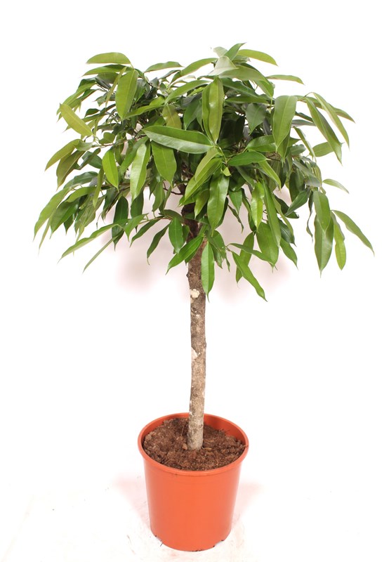 Ficus Amstel King
