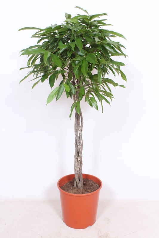 Ficus Amstel King