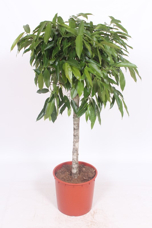 Ficus Amstel King
