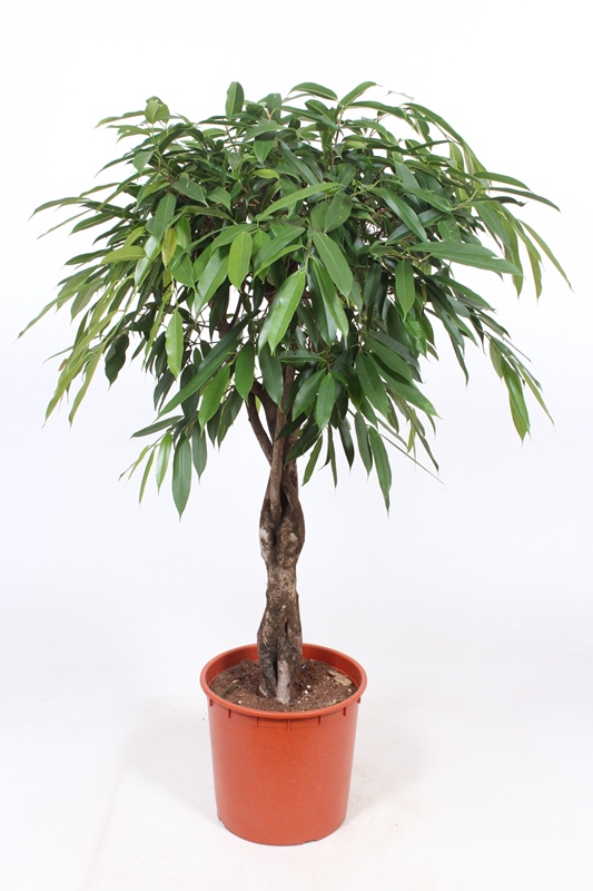 Ficus Amstel King