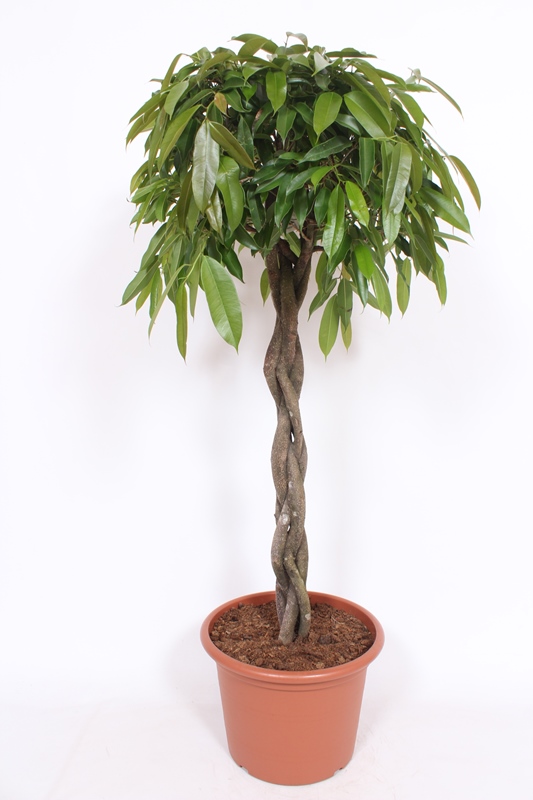 Ficus Amstel King