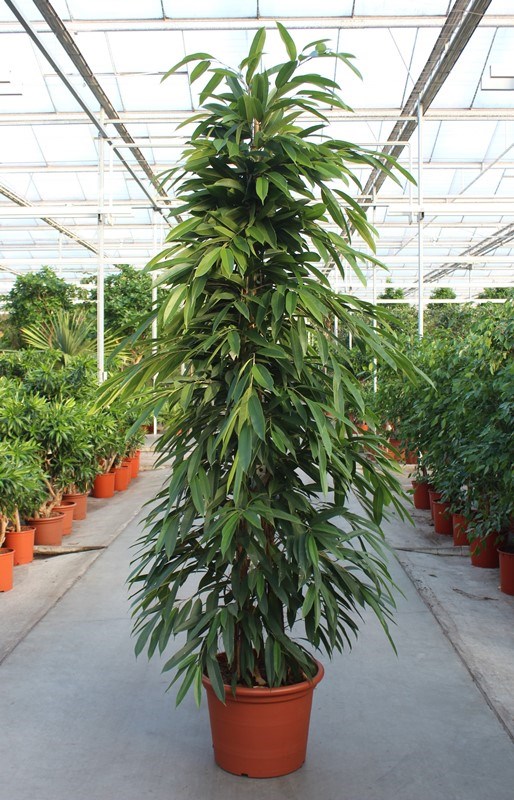 Ficus Amstel King
