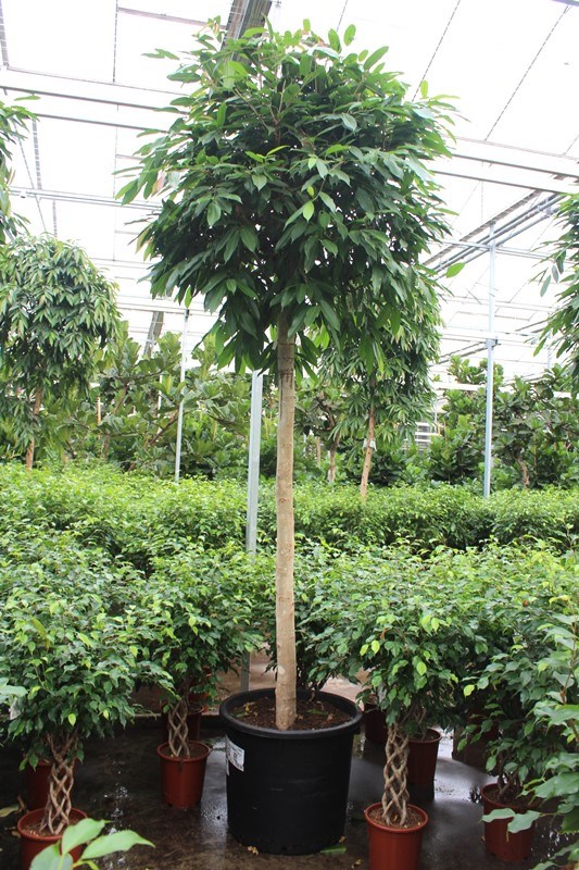 Ficus Amstel King