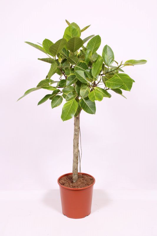 Ficus altissima