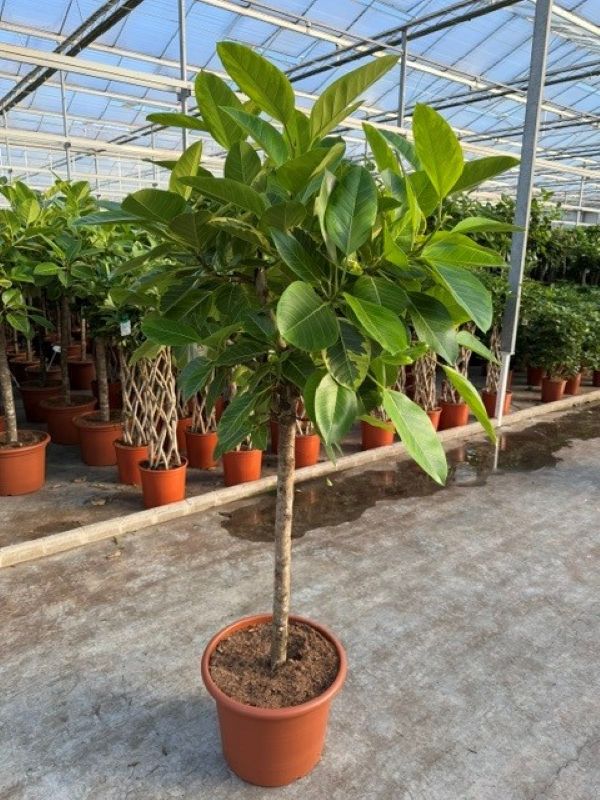 Ficus altissima