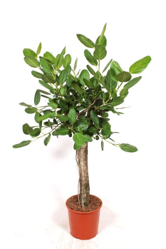 Ficus benghalensis
