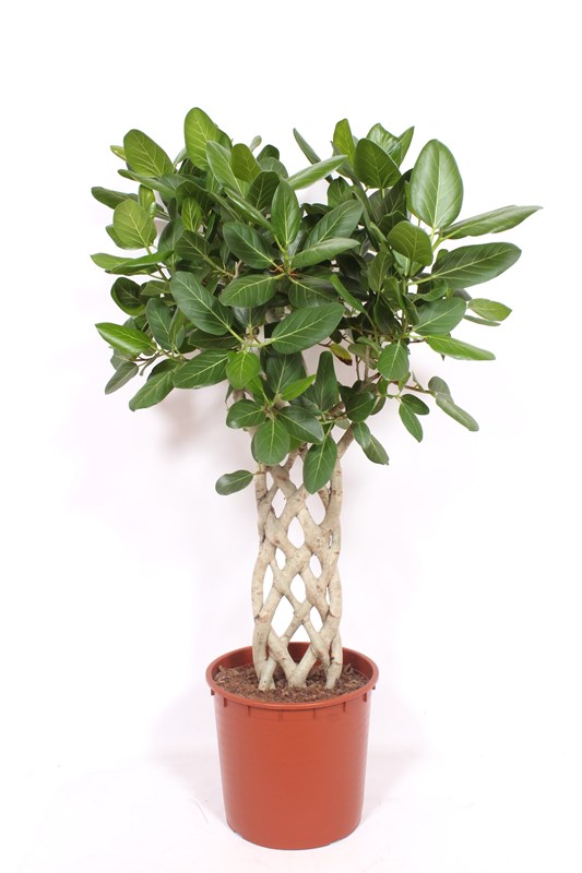 Ficus benghalensis