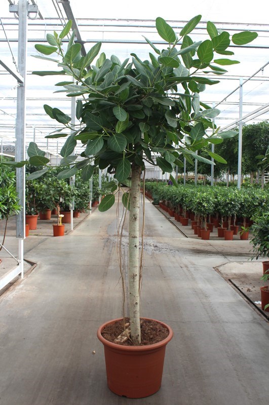 Ficus benghalensis