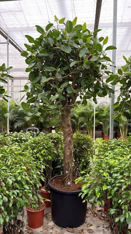 Ficus benghalensis