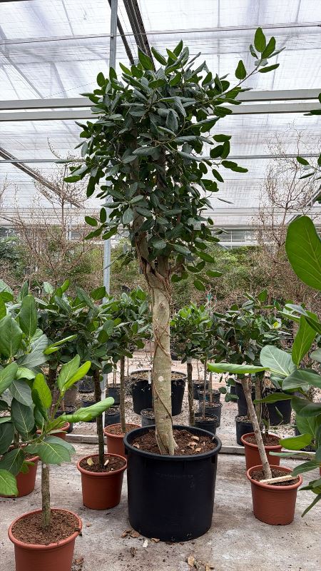 Ficus benghalensis