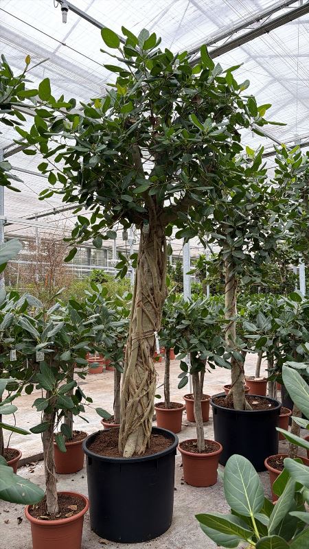 Ficus benghalensis