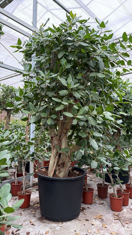 Ficus benghalensis