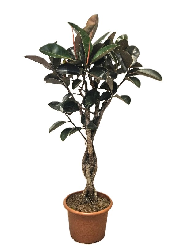 Ficus Burgundy