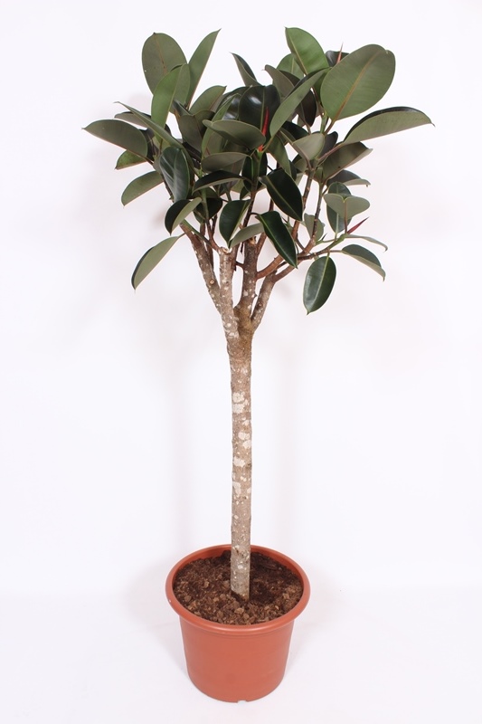 Ficus Burgundy