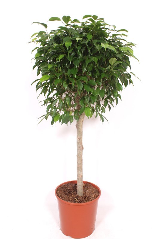 Ficus Columnar