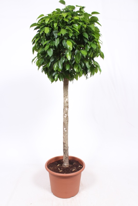 Ficus Columnar