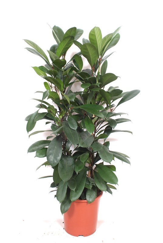 Ficus cyathistipula