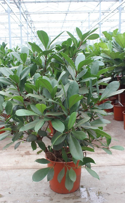 Ficus cyathistipula