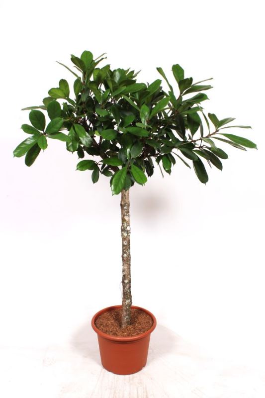 Ficus cyathistipula