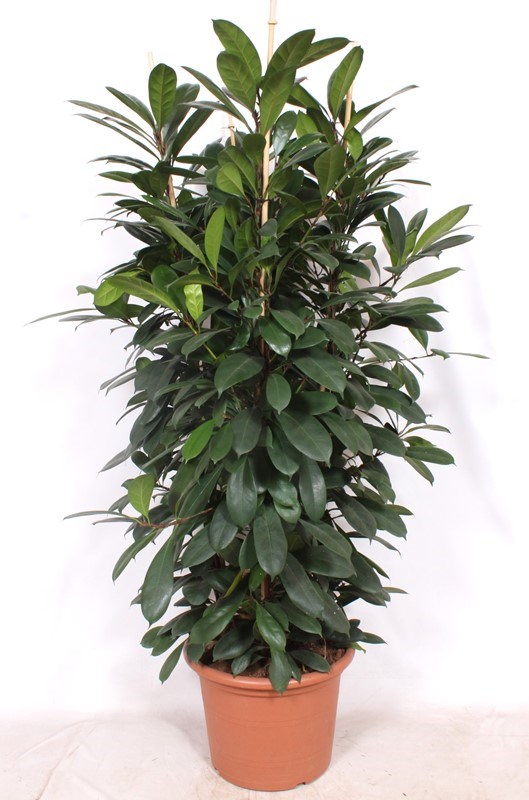 Ficus cyathistipula