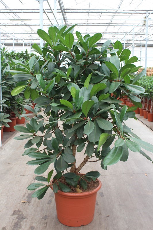 Ficus cyathistipula