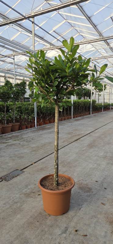 Ficus cyathistipula